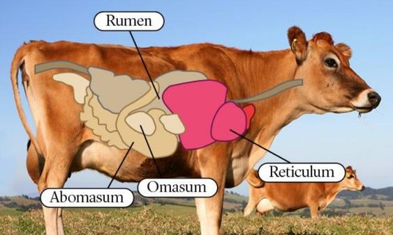 How Many Stomachs Does a Cow Have: You Need to Know